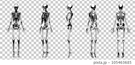 【セット】いろんな角度から見た人体の骨格標本の白黒イラスト 全身正面 5ポーズ 105463685
