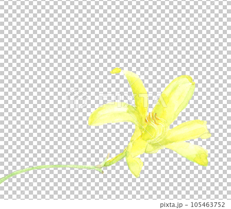 黃色 Yuusuge 花白背透明背景水彩畫 105463752