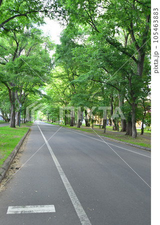 北海道大学 札幌キャンパス メインストリート 縦写真 105463883
