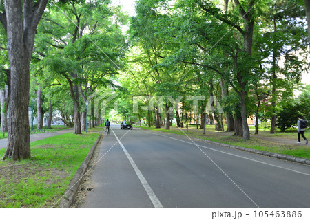 北海道大学のメインストリート イチョウ並木 105463886