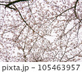 仰ぎ見る一重咲きの桜 105463957