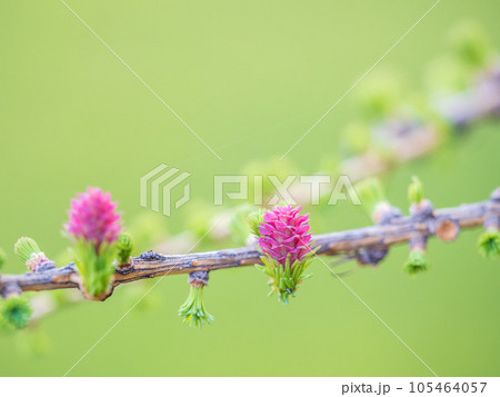Larch tree fresh pink cones blossom at spring on nature background 105464057
