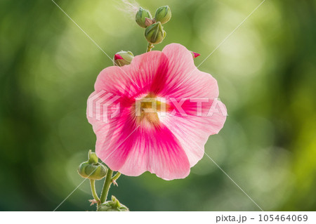 Pink flowers of Hibiscus moscheutos plant close-up. Hibiscus moscheutos, swamp hibiscus, 105464069