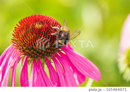 A closeup shot of a bee collecting pollen on a purple echinacea flower 105464071