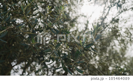 closeup shot of green olives leaves in spring 105464089