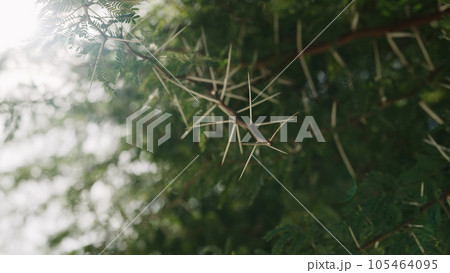 closeup photo of acacia spikes closeup photo of acacia spikes 105464095