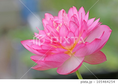 家の周りの草花 四季の色々 大輪の花 蓮沼の輝き 初夏の目覚め ハスの花 家の周りの草花 四季の色々 大輪の花 蓮沼の輝き 初夏の目覚め ハスの花 105464254