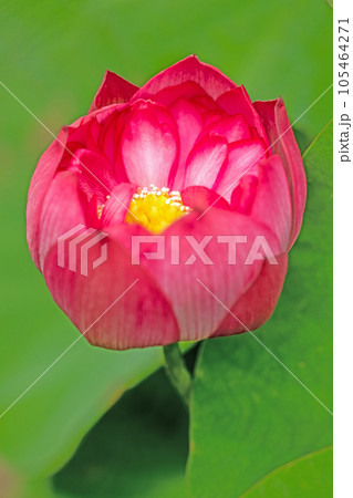 家の周りの草花　四季の色々　大輪の花　蓮沼の輝き　初夏の目覚め　ハスの花　 105464271