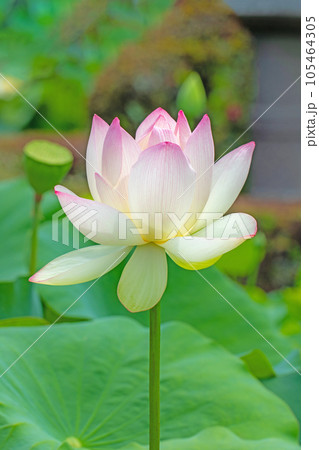 家の周りの草花　四季の色々　大輪の花　蓮沼の輝き　初夏の目覚め　ハスの花　 105464305