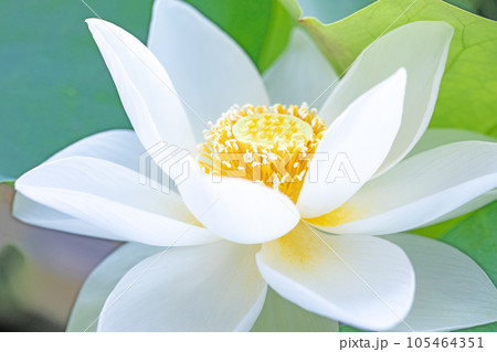 家の周りの草花　四季の色々　大輪の花　蓮沼の輝き　初夏の目覚め　ハスの花　 105464351