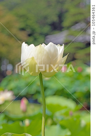 家の周りの草花 四季の色々 大輪の花 蓮沼の輝き 初夏の目覚め ハスの花 家の周りの草花 四季の色々 大輪の花 蓮沼の輝き 初夏の目覚め ハスの花 105464361