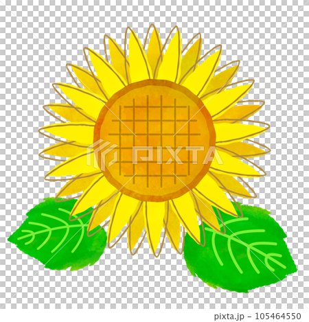 Illustration material sunflower watercolor illustration Illustration material sunflower watercolor illustration 105464550