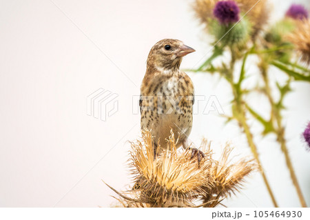 European goldfinch with juvenile plumage, feeding on the seeds of thistles. Carduelis carduelis. 105464930