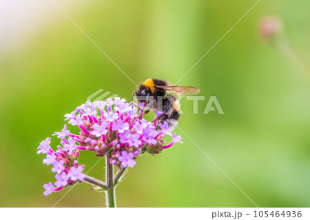 Bumble-bee sitting on Verbena purple flower in green garden Bumble-bee sitting on Verbena purple flower in green garden 105464936