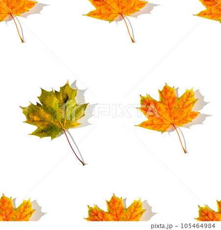 Seamless pattern of colorful autumn maple leaves with hard light isolated on white background 105464984