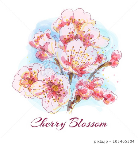 Blossoming cherry watercolor sketch Blossoming cherry watercolor sketch 105465304