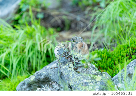緑の植物あるガレ場で植物の葉を食べるエゾナキウサギ 緑の植物あるガレ場で植物の葉を食べるエゾナキウサギ 105465333