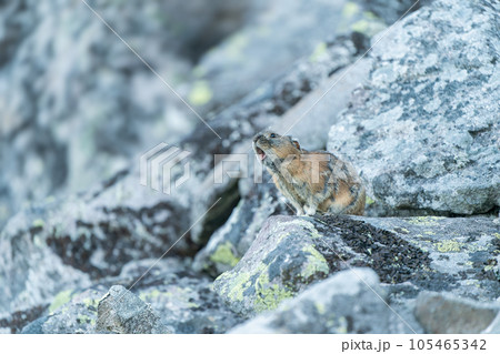 早朝のガレ場で吠えるエゾナキウサギ 早朝のガレ場で吠えるエゾナキウサギ 105465342
