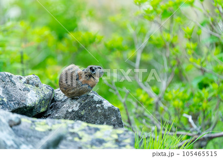 緑の植物のあるガレ場で毛繕いするエゾナキウサギ 緑の植物のあるガレ場で毛繕いするエゾナキウサギ 105465515