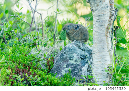 緑の植物ある早朝のガレ場で植物を食べる子供のエゾナキウサギ 緑の植物ある早朝のガレ場で植物を食べる子供のエゾナキウサギ 105465520