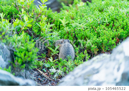 高山植物の中で餌を探す子供のエゾナキウサギ 105465522
