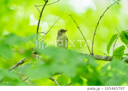 緑の葉がある枝にとまるメスのキビタキの幼鳥 105465797