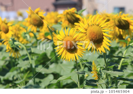 大きなヒマワリ 大輪のヒマワリ ひまわり ひまわりの花 大きなヒマワリ 大輪のヒマワリ ひまわり ひまわりの花 105465904
