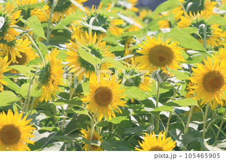 大きなヒマワリ 大輪のヒマワリ ひまわり ひまわりの花 大きなヒマワリ 大輪のヒマワリ ひまわり ひまわりの花 105465905