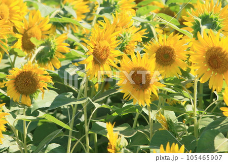 大きなヒマワリ　大輪のヒマワリ　ひまわり　ひまわりの花 105465907