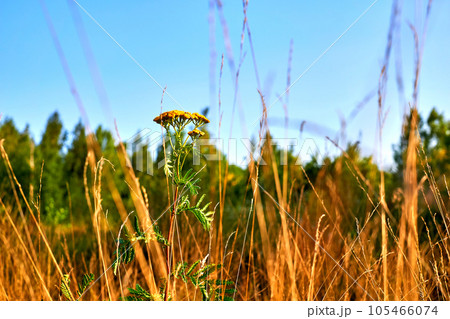 Alternative therapy. Medicinal herbal flower Tansy on simple rural meadow 105466074