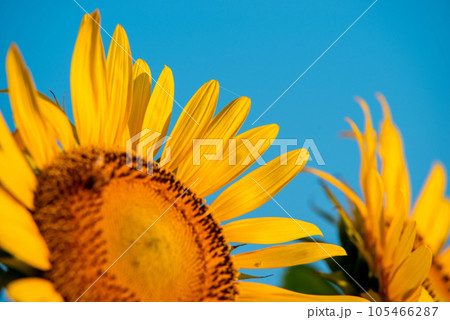 夏のイメージ「ひまわり」 夏のイメージ「ひまわり」 105466287