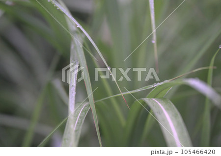 植物に付く朝露 植物に付く朝露 105466420