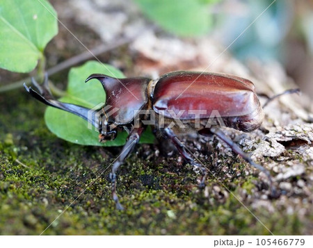 タイサンボクの幹を這うオスのカブトムシ（甲虫の横からのクローズアップ） 105466779
