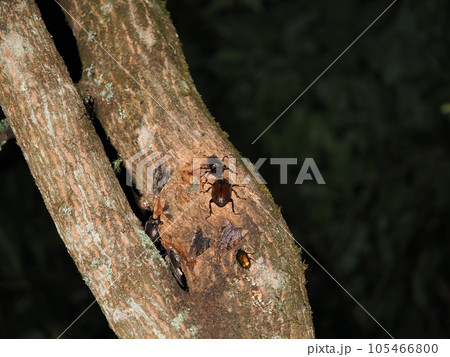 樹液に集まる昆虫のカブトムシの交尾 樹液に集まる昆虫のカブトムシの交尾 105466800