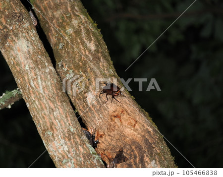樹液に集まる昆虫のカブトムシの交尾 105466838