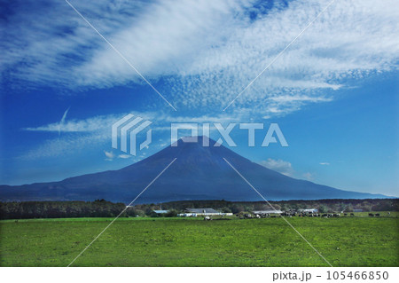 富士山の裾野は広く雄大で、牧草地も雄大。広い牧場でのんびり育つ牛達も大自然の下で 富士山の裾野は広く雄大で、牧草地も雄大。広い牧場でのんびり育つ牛達も大自然の下で 105466850