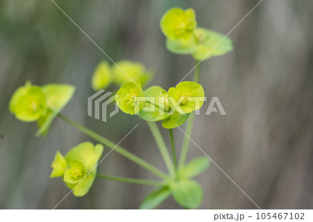 Selective focus image of the Wood Spurge or Euphorbia amygdaloides. 105467102