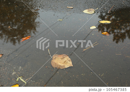 Yellowed autumn leaves on the road Yellowed autumn leaves on the road 105467385