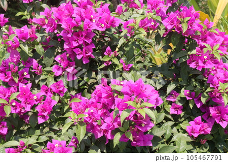 Bougainvillea spectabilis flower plant on nursery Bougainvillea spectabilis flower plant on nursery 105467791