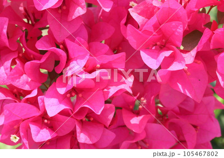 Bougainvillea spectabilis flower plant on nursery Bougainvillea spectabilis flower plant on nursery 105467802