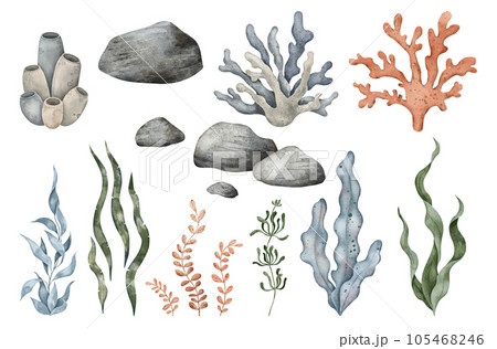 Set of Sea Pebbles, marine coral, seaweed algae. Hand drawn watercolor illustration. Marine, tropical collection for souvenir, posters, sticker, printing, banner Set of Sea Pebbles, marine coral, seaweed algae. Hand drawn watercolor illustration. Marine, tropical collection for souvenir, posters, sticker, printing, banner 105468246
