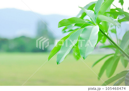 Dita, Devil Tree or Alstonia scholaris , mountain and sky background or Cerbera odollam Gaertn or Grey milkwood or Pong pong tree or Sea mango or Suicide tree or APOCYNACEAE 105468474