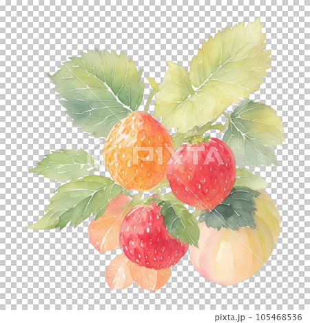 salmonberry fruits branch with leaves composition realistic botanical watercolor illustration salmonberry fruits branch with leaves composition realistic botanical watercolor illustration 105468536