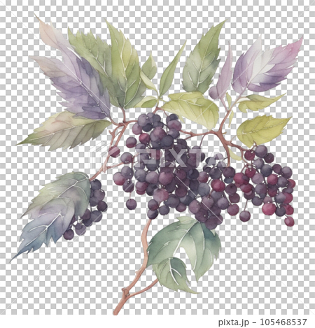 Elderberry fruits branch with leaves composition realistic botanical watercolor illustration Elderberry fruits branch with leaves composition realistic botanical watercolor illustration 105468537