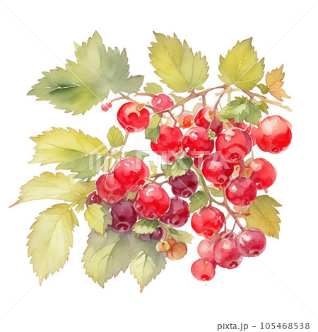 Red Currant fruits branch with leaves composition realistic botanical watercolor illustration Red Currant fruits branch with leaves composition realistic botanical watercolor illustration 105468538