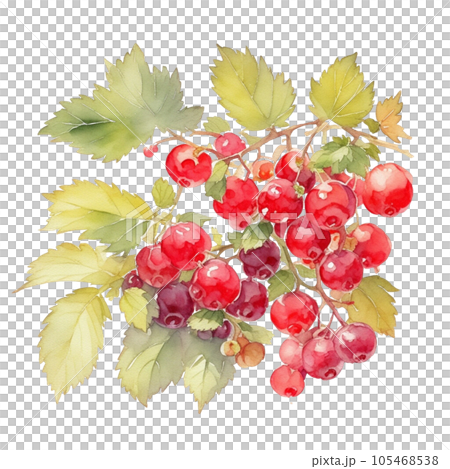 Red Currant fruits branch with leaves composition realistic botanical watercolor illustration Red Currant fruits branch with leaves composition realistic botanical watercolor illustration 105468538