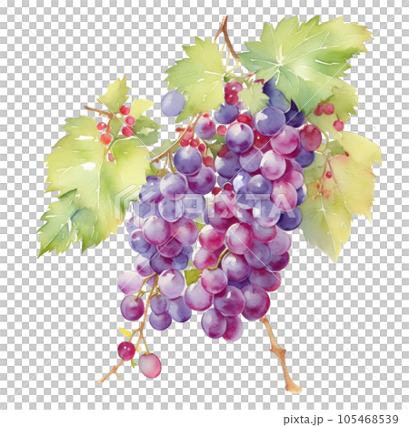 Grapes fruits branch with leaves composition realistic botanical watercolor illustration 105468539