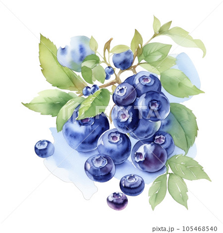 Blueberry fruits branch with leaves composition realistic botanical watercolor illustration Blueberry fruits branch with leaves composition realistic botanical watercolor illustration 105468540