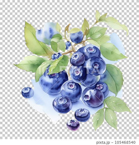 Blueberry fruits branch with leaves composition realistic botanical watercolor illustration 105468540