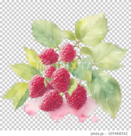 Raspberry fruits branch with leaves composition realistic botanical watercolor illustration Raspberry fruits branch with leaves composition realistic botanical watercolor illustration 105468542